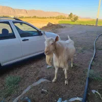 نربز سانن اصل