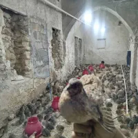 بلدرچین کاملا ارگانیک