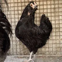 گلین فوول کیفیت مشکی
