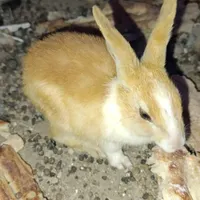 سه تا خرگوش نر ماده رو نمیدونم