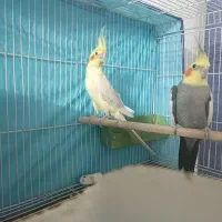عروس هلندی نر و ماده|پرنده|مینودشت, |دیوار