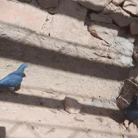 دو کبوتر نر و ماده درحال چو کشی در دینراک|پرنده|اندیکا, |دیوار