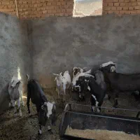 ۳ عدد بز‌ شیری ۳ عدد کره|حیوانات مزرعه|یزد, |دیوار