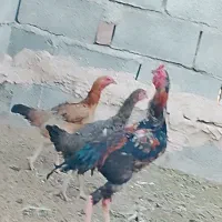 مرغ و خروس|پرنده|ایرانشهر, |دیوار