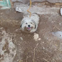 توافقی|سگ|سراب, |دیوار