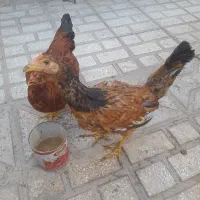 خروس4ماهه|حیوانات مزرعه|سبزوار, شهرک ابوذر|دیوار