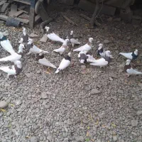 کبوتر طوقی|پرنده|علیآباد کتول, |دیوار