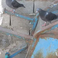 ۷ عدد جوجه پلاکی|پرنده|نگین شهر, |دیوار