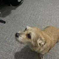 سگ گمشده|حیوانات|آبادان, |دیوار