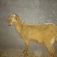 فروش بز محلی ۱۲|حیوانات مزرعه|مهر, |دیوار