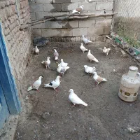 دوبرآلمانی|پرنده|فیروز, |دیوار