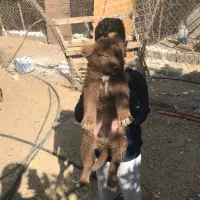 توله قدریجون اصیل|سگ|بندرعباس, |دیوار