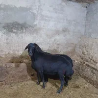 میش قزل افشار آبستن مایه کرد...