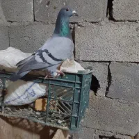 کبوترگرفتنی