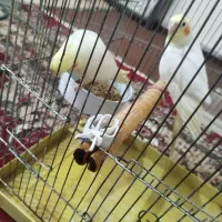 یه جفت نر و ماده عروس خوشکل کشیده|پرنده|فردیس, شهرک ارم|دیوار