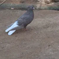 کبوتر کفتر پرنده قهوه ایی دم سفید ماده