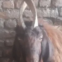 داشتی برای گله