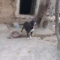 سگ شکاری|سگ|گلی داغ, |دیوار