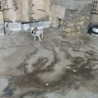 توله ۳ ماهه جیبی ماده|سگ|نیشابور, مدرس|دیوار