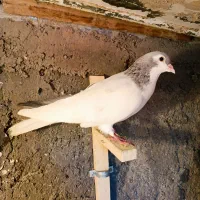 چپ سبز نر شقه