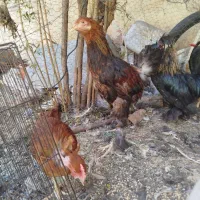 مرغ و خروس|حیوانات مزرعه|شیراز, دارالرحمه|دیوار