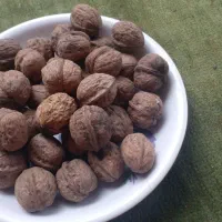 گردو کیلویی ۳۰۰ هزار تومان|خوردنی و آشامیدنی|اطاقور, |دیوار