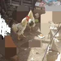 خروس محلی معاوضه هم میشه