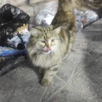 گربه گمشده|حیوانات|یزد, |دیوار