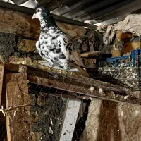 سار کلاغدم خال مینا دم سفید کرواتی تربت حیدریه