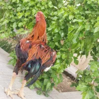 خروس لاری دونگ بالا