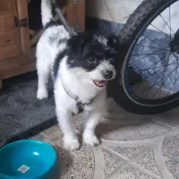 واگذاری سگ شیتزو کراس پا کوتاه