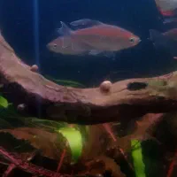 ماهی و گیاه|ماهی|لاهیجان, لیالستان|دیوار