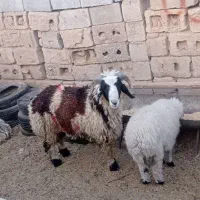 بره نر چاق قیمت مناسب ارزان خوراک خورده وپاک