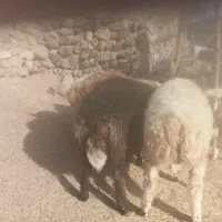 بره.فروشی رابر|حیوانات مزرعه|رابر, |دیوار