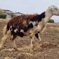 بره قوچ پلنگی