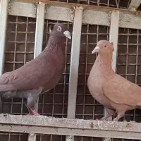کبوتر سرخ و زرد|پرنده|اهواز, فاز ۱ پادادشهر|دیوار