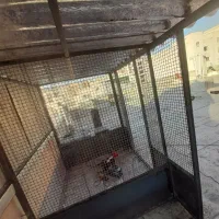 گنجه کبوتر|لوازم جانبی حیوانات|دماوند, گیلاوند|دیوار