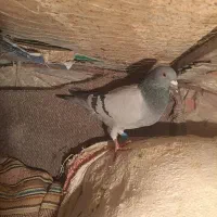 کبوتر پلاکی