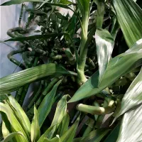 بامبو/بامبو تایلندی/رومیزی/گل آپارتمانی|گل و گیاه طبیعی|فردیس, فردیس|دیوار