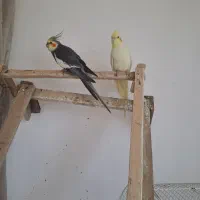 عروس هلندی مولد همراه جوجه