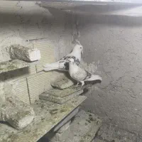 فروش سه عدد دوکت ۲تا ماده ۱ دونه نر هفت رنگ