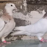 کبوتر طوقی