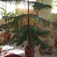 فروش یک عدد گل مطبق زیبا