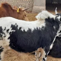 گوساله نر گیلک|حیوانات مزرعه|قلعه نو, |دیوار