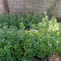 گل شمشاد طلایی|گل و گیاه طبیعی|نوشهر, |دیوار