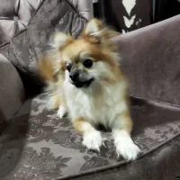 پامرین نژاداصلی عروسکی ۲ساله