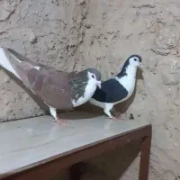 ساده پرشی کف‌تر|پرنده|چناران, |دیوار