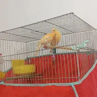 یک جفت قناری پرتقالی