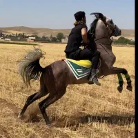 اسب سواری دار