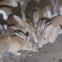 خرگوش|موش و خرگوش|زابل, |دیوار